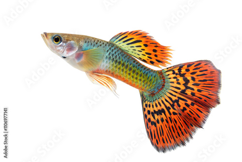 Fancy Guppy fish isolated on white background (Poecilia reticulata)