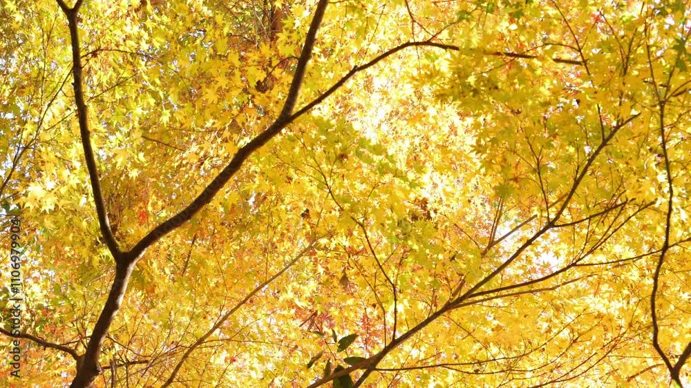 Sky full of maple leaves, sunshine, Japanese autumn Sky full of maple leaves, sunshine, Japanese autumn