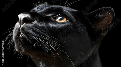 Black Cat Gazes Upward, Maj...
