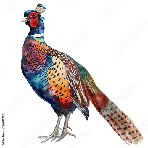 A watercolor painting of a Pheasant, isolated on a white background. Pheasant vector.