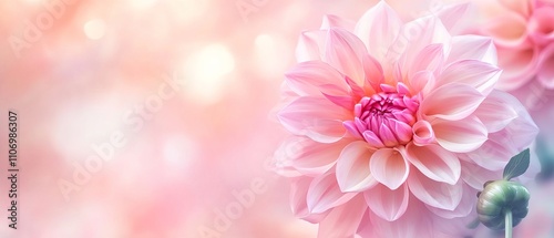 Soft romantic dahlia flower on sweet pastel background for valentine and wedding cards