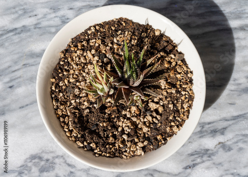 Beautiful variegated Haworthia plant top view photo