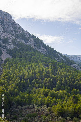 Vertical image of landscape with giant mountain and green pine trees on a sunny day