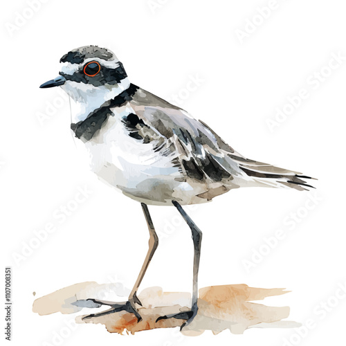 A watercolor painting of a Plover, isolated on a white background. Plover vector.