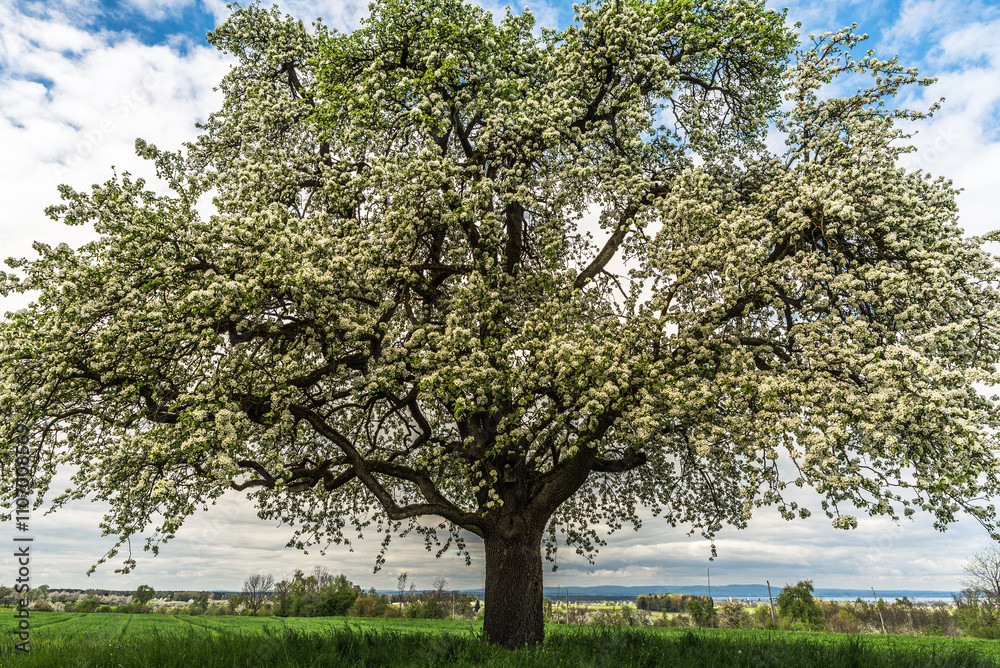 Fototapeta premium Close-up view of a flowering pear tree (Pyrus) in a meadow, with Lake Constance in the distance, Egnach, Canton of Thurgau, Switzerland