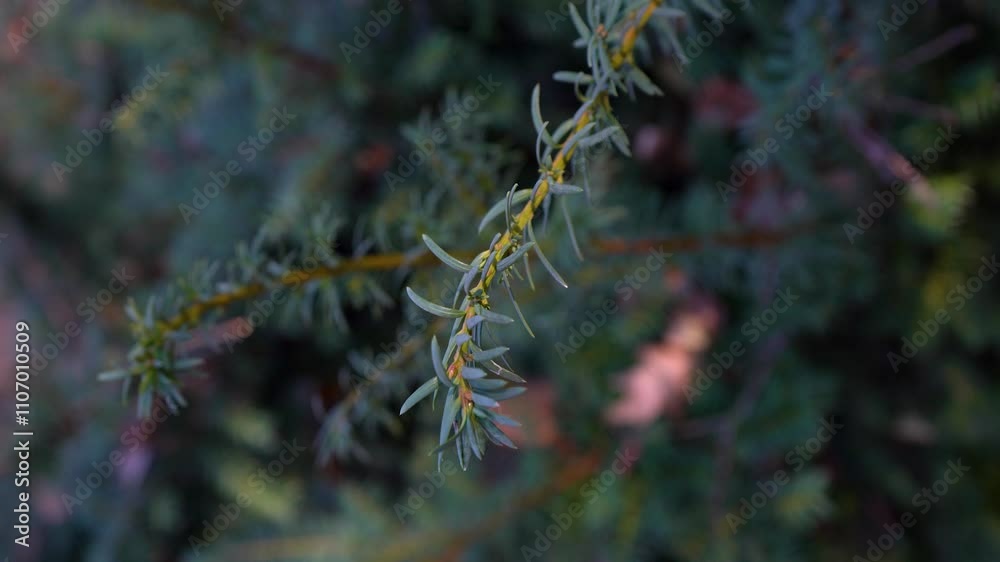 Foreground focus on pine branches, with a soft autumn forest in the background, evoking a serene atmosphere. Foreground focus on pine branches, with a soft autumn forest in the background, evoking a serene atmosphere.