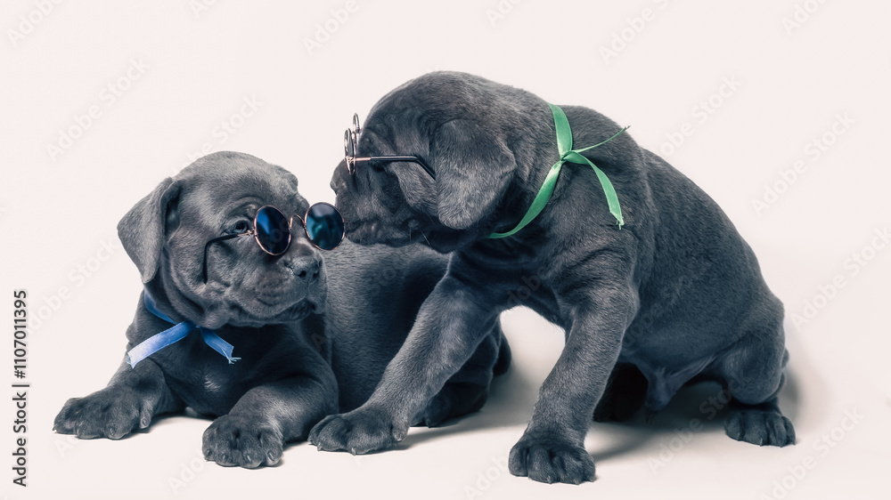 Fototapeta premium couple little puppy dog ​​of breed canecorso on a white background in isolation close up