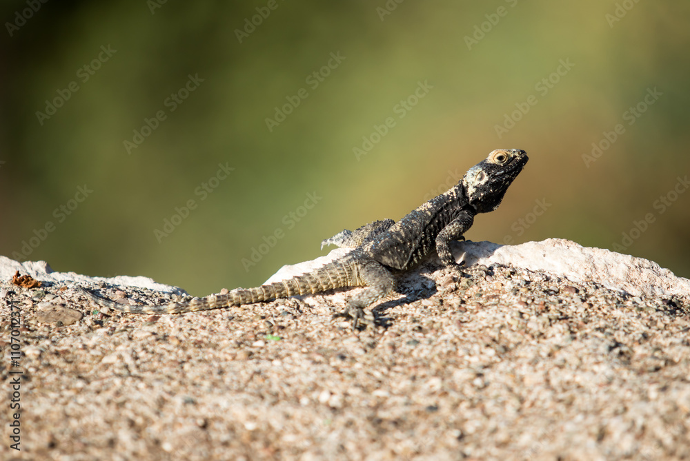 A lizard is sitting on a rock A lizard is sitting on a rock