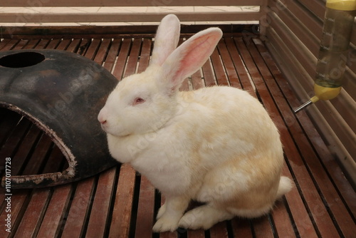 white rabbit on the wooden cage photo