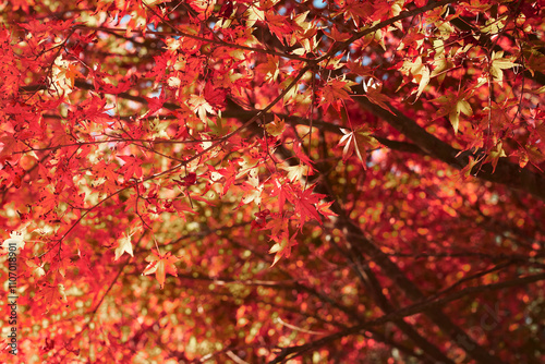 紅葉したもみじの葉