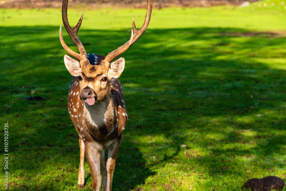 Naklejka premium Young male deer in a meadow surrounded by a fence in Preding, Austria.