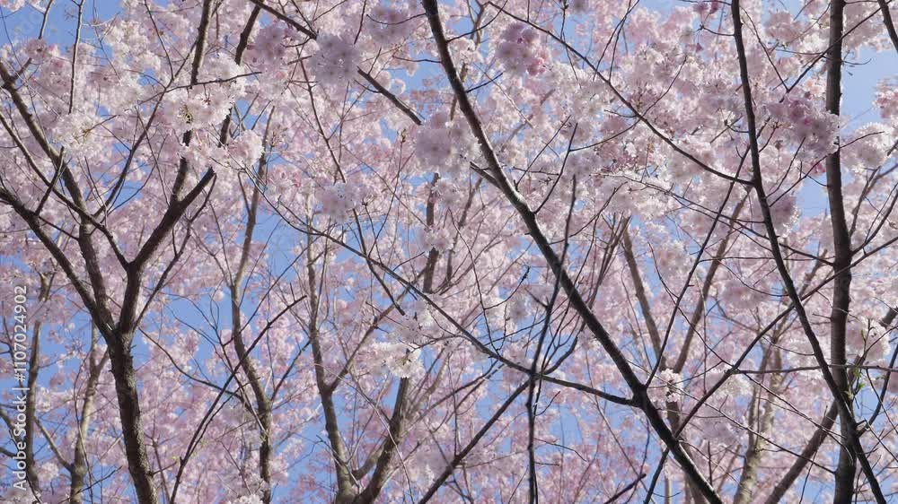 A cinematic shot of Sakura tree branches with vibrant pink flowers against a clear blue sky. The camera spins gracefully from an extreme low angle, offering a dynamic and artistic view. A cinematic shot of Sakura tree branches with vibrant pink flowers against a clear blue sky. The camera spins gracefully from an extreme low angle, offering a dynamic and artistic view.