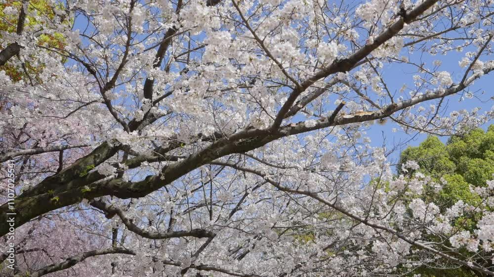 A low-angle shot of blooming Sakura tree branches, the camera dollying forward to showcase delicate pink flowers against a vivid blue sky. Ideal for capturing the serene beauty of springtime nature. A low-angle shot of blooming Sakura tree branches, the camera dollying forward to showcase delicate pink flowers against a vivid blue sky. Ideal for capturing the serene beauty of springtime nature.