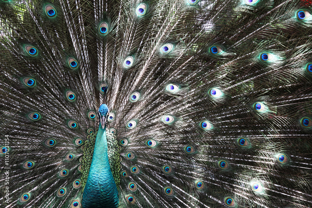 Obraz premium close up picture of male peacock spreads his feather