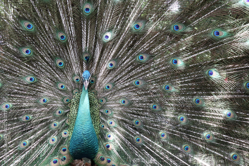 Obraz premium close up picture of male peacock spreads his feather