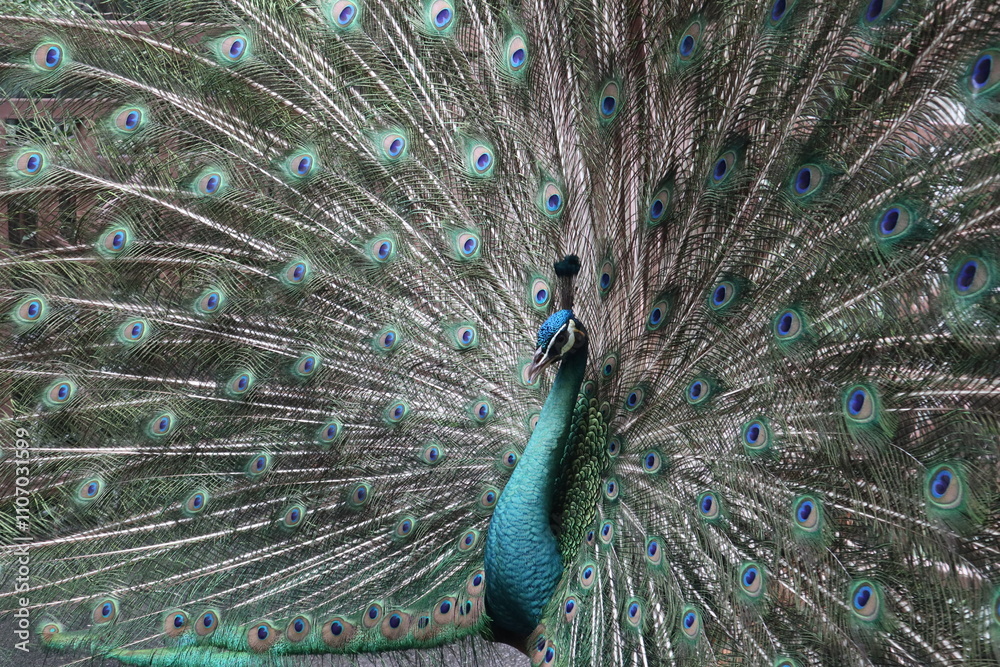 Obraz premium close up picture of male peacock spreads his feather