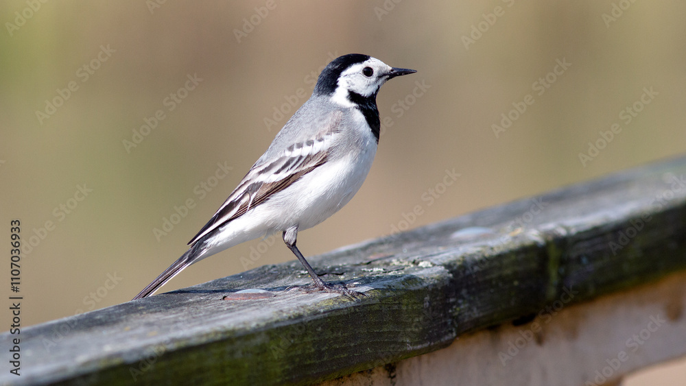 Obraz premium sparrow on a branch