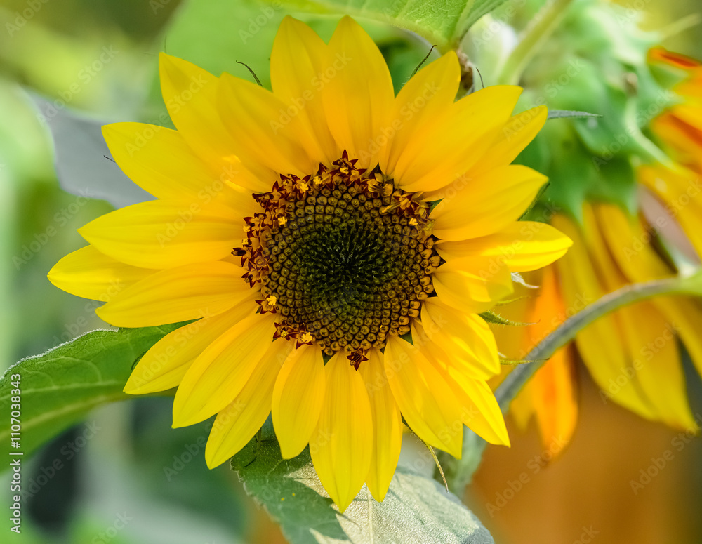 Naklejka premium Piękniy obficie kwitnący słonecznik ozdobny w ogrodzie, makrofotografia kwiatów, piękno przyrody