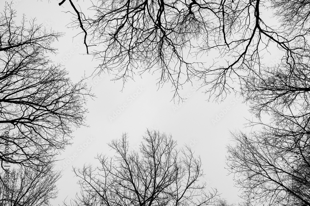 Black and white trees silhouettes on sky background. Trees crown. View from below on tree branches in winter. Forest pattern texture.