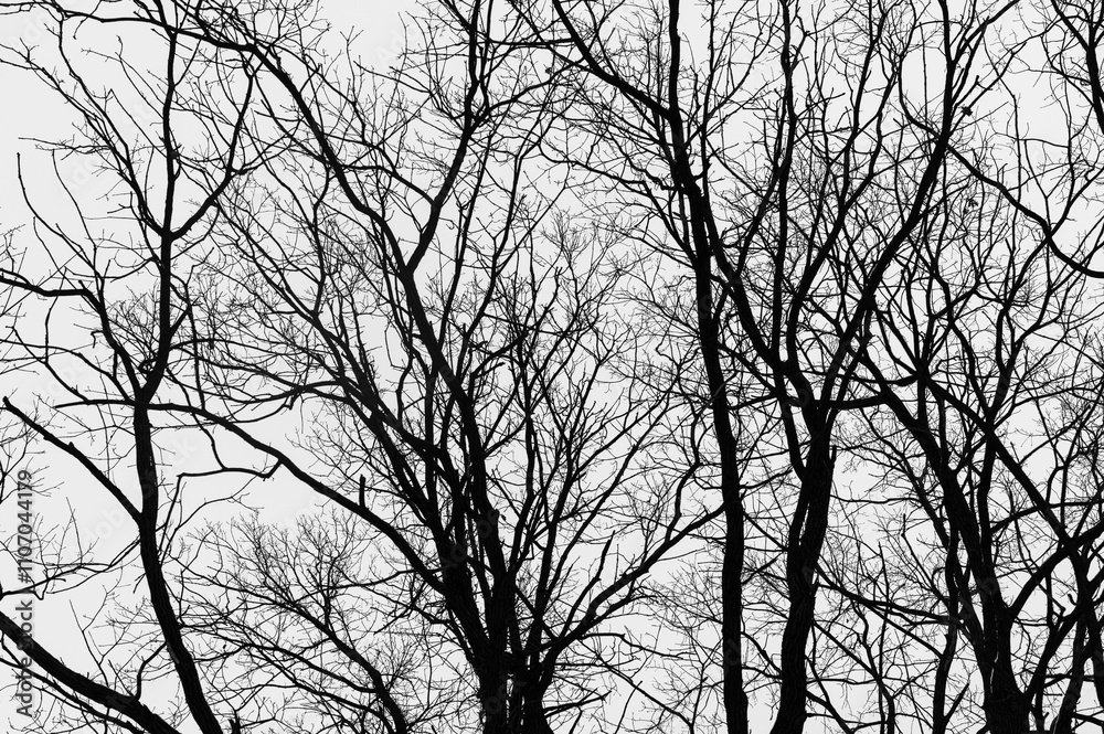 Black and white trees silhouettes on sky background. Trees crown. View from below on tree branches in winter. Forest pattern texture. Black and white trees silhouettes on sky background. Trees crown. View from below on tree branches in winter. Forest pattern texture.