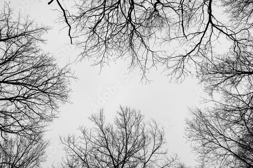 Obraz na płótnie Black and white trees silhouettes on sky background. Trees crown. View from below on tree branches in winter. Forest pattern texture. w salonie