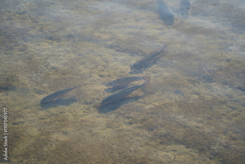 Fish swimming in the water of the lake, closeup of photo