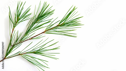 Green pine branch isolated on white background