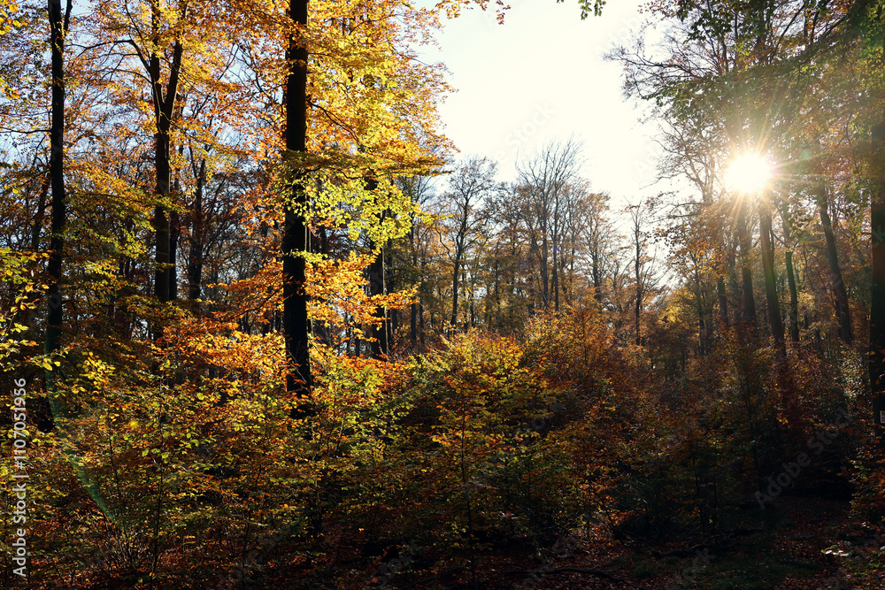 Obraz premium Sonnenuntergang im Herbst im Wald im Nationalpark Hunsrück-Hochwald bei Otzenhausen. Aussicht vom Premium-Wanderweg Traumschleife Dollbergschleife
