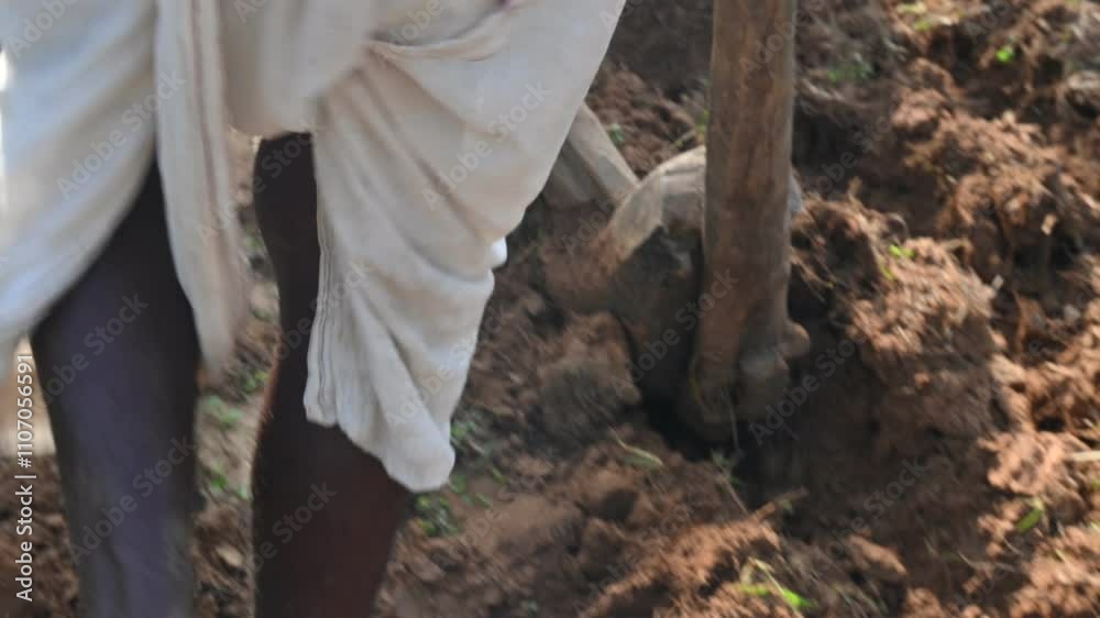 Farmer running a Wooden plow in his field.  The farmer is preparing his field for sowing. A old indian farmer running a plow with an ox.
