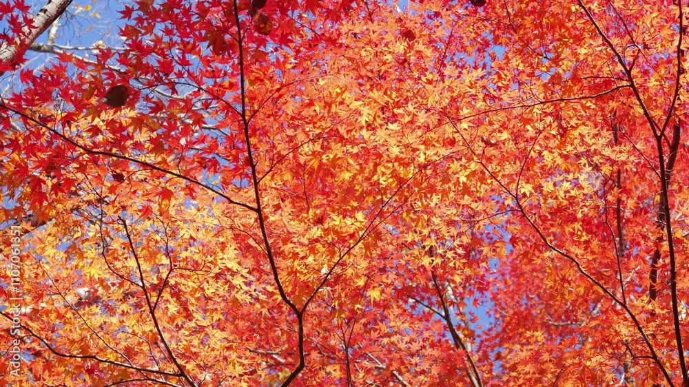 Sky full of maple leaves, sunshine, Japanese autumn Sky full of maple leaves, sunshine, Japanese autumn