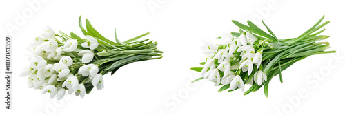 Set of a, bunch of snowdrops, isolated on a white background.