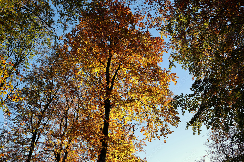 Laubbäume mit goldenen Blättern vor blauem Himmel im Herbst im Nationalpark Hunsrück-Hochwald bei Otzenhausen. Aussicht vom Premium-Wanderweg Traumschleife Dollbergschleife. Laubbäume mit goldenen Blättern vor blauem Himmel im Herbst im Nationalpark Hunsrück-Hochwald bei Otzenhausen. Aussicht vom Premium-Wanderweg Traumschleife Dollbergschleife.