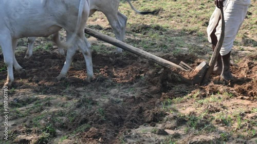
Farmer running a Wooden plow in his field.  The farmer is preparing his field for sowing. A old indian farmer running a plow with an ox. Agriculture activity.