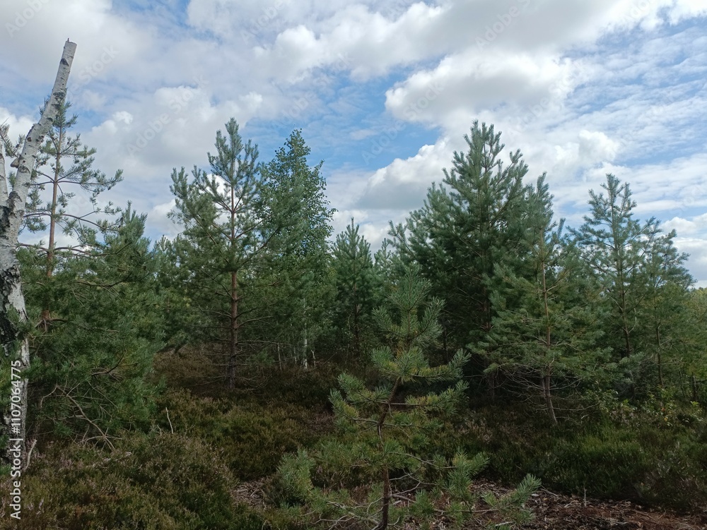 Rekyva forest during cloudy summer day. Pine and birch tree woodland. Blueberry bushes are growing in woods. Cloudy day with white and gray clouds in sky. Summer season. Nature. Rekyvos miskas. Rekyva forest during cloudy summer day. Pine and birch tree woodland. Blueberry bushes are growing in woods. Cloudy day with white and gray clouds in sky. Summer season. Nature. Rekyvos miskas.