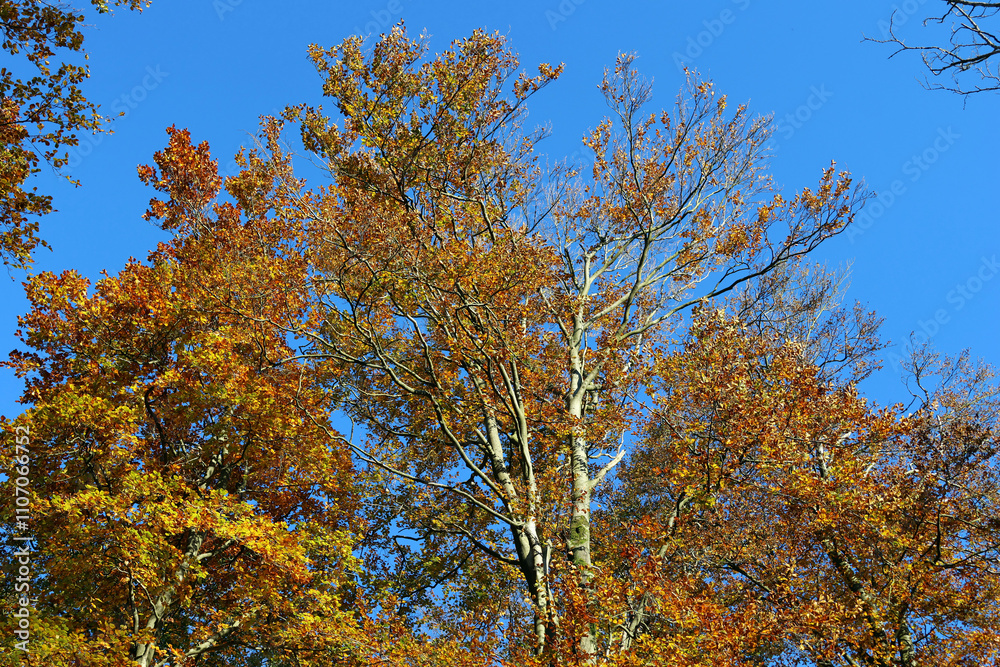 Baumkrone mit goldenen Blättern vor blauem Himmel im Herbst im Nationalpark Hunsrück-Hochwald bei Otzenhausen. Aussicht vom Premium-Wanderweg Traumschleife Dollbergschleife. Baumkrone mit goldenen Blättern vor blauem Himmel im Herbst im Nationalpark Hunsrück-Hochwald bei Otzenhausen. Aussicht vom Premium-Wanderweg Traumschleife Dollbergschleife.
