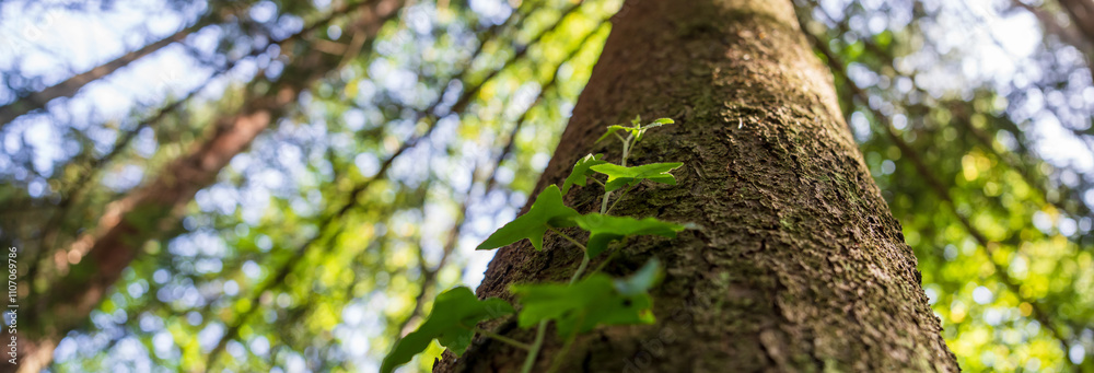 Fototapeta premium A green forest tree trunk shot from above