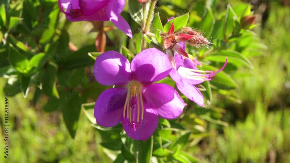 Pink flower of savannah meadowbeauty (Rhexia alifanus) Beautiful wild flower in field, Pha Taem National Park. Ubon Ratchatha, Thailand Pink flower of savannah meadowbeauty (Rhexia alifanus) Beautiful wild flower in field, Pha Taem National Park. Ubon Ratchatha, Thailand
