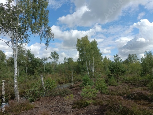 Rekyva forest during cloudy summer day. Pine and birch tree woodland. Blueberry bushes are growing in woods. Cloudy day with white and gray clouds in sky. Summer season. Nature. Rekyvos miskas.