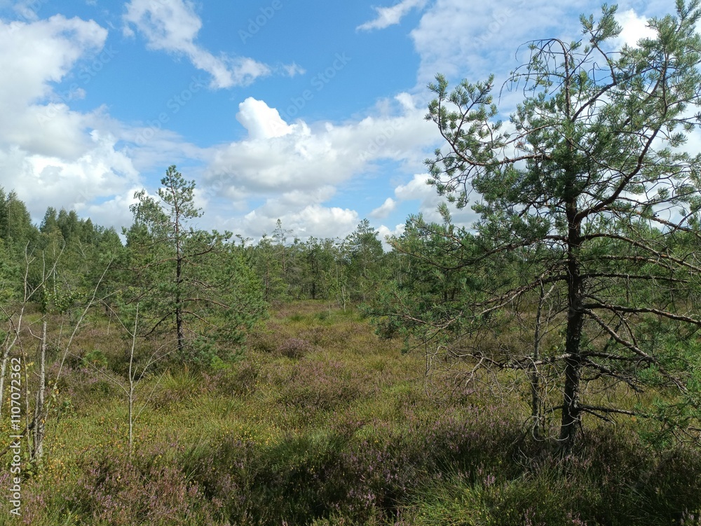 Rekyva forest during cloudy summer day. Pine and birch tree woodland. Blueberry bushes are growing in woods. Cloudy day with white and gray clouds in sky. Summer season. Nature. Rekyvos miskas. Rekyva forest during cloudy summer day. Pine and birch tree woodland. Blueberry bushes are growing in woods. Cloudy day with white and gray clouds in sky. Summer season. Nature. Rekyvos miskas.
