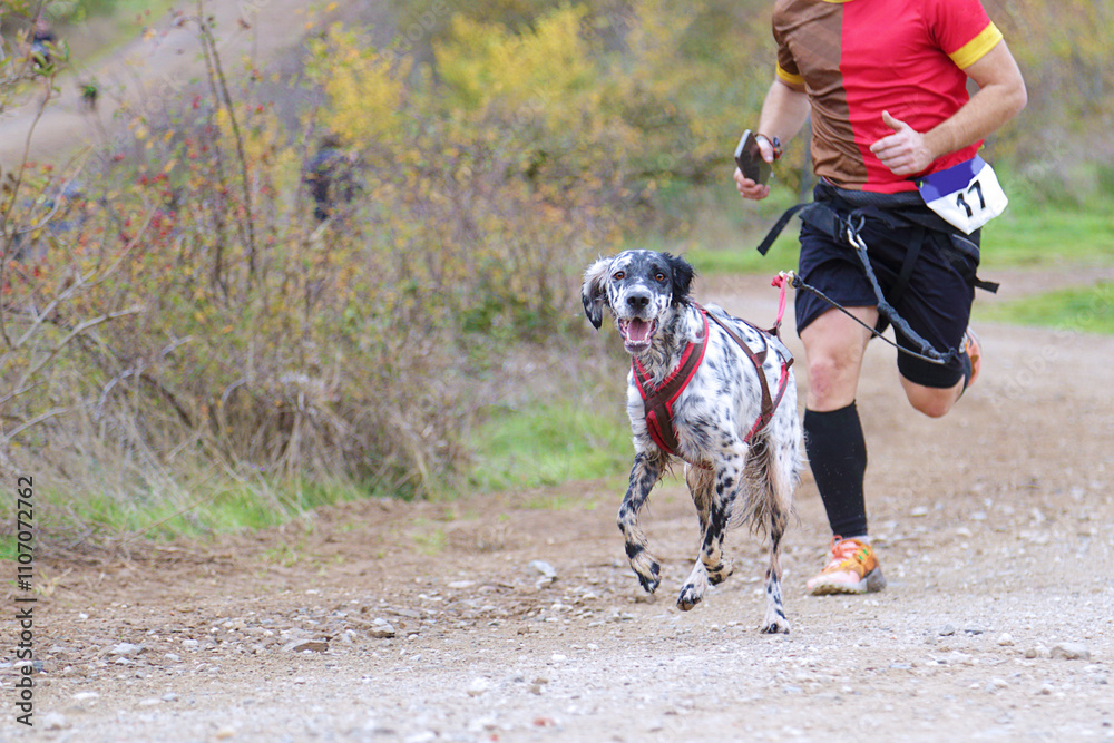 Dog and man taking part in a popular canicross race Dog and man taking part in a popular canicross race