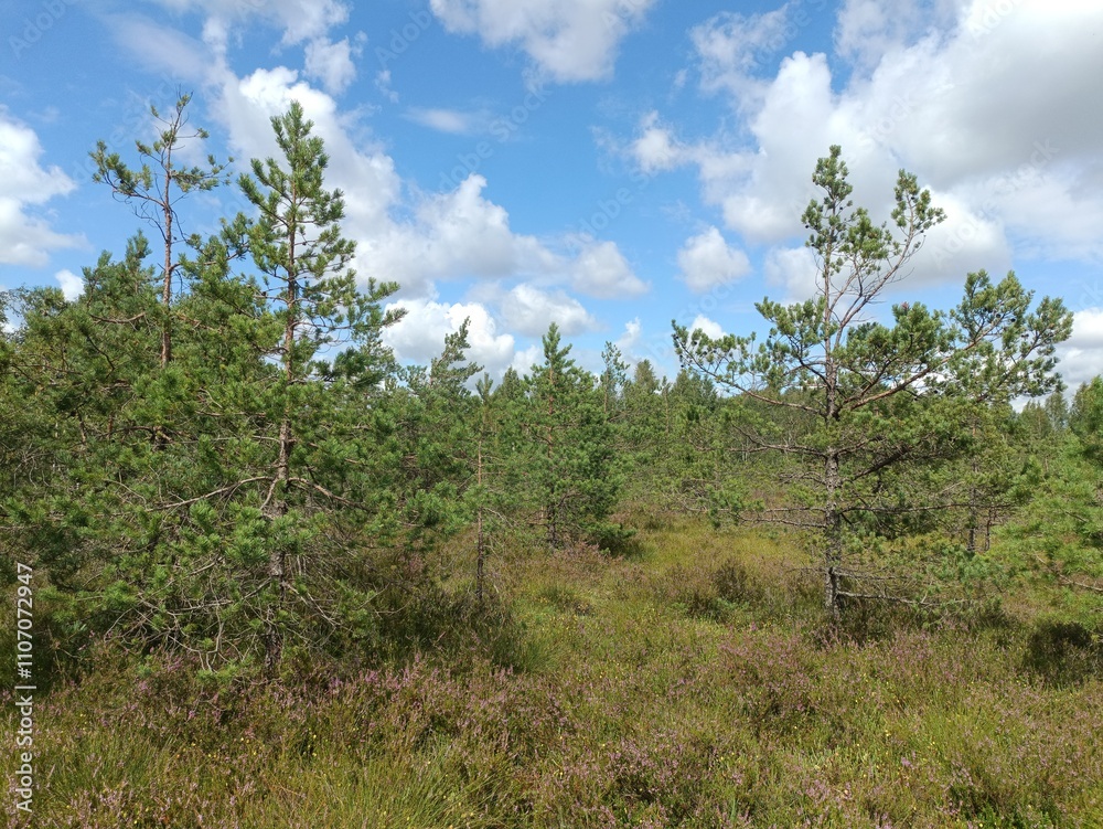Rekyva forest during cloudy summer day. Pine and birch tree woodland. Blueberry bushes are growing in woods. Cloudy day with white and gray clouds in sky. Summer season. Nature. Rekyvos miskas. Rekyva forest during cloudy summer day. Pine and birch tree woodland. Blueberry bushes are growing in woods. Cloudy day with white and gray clouds in sky. Summer season. Nature. Rekyvos miskas.