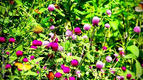 Wallpaper Mural Thai butterfly in garden garden summer flower and butterfly flower butterfly flower butterfly Torontodigital.ca