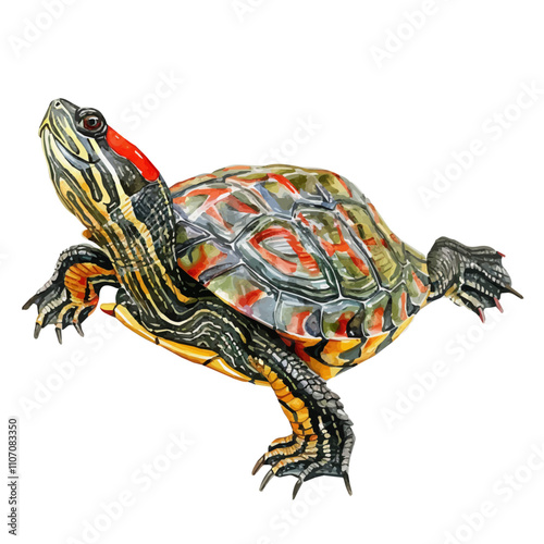 A watercolor drawing of a Red-eared Slider, isolated on a white background. Red-eared Slider vector.