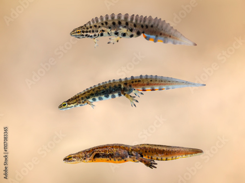 Males of smooth newt (Lissotriton vulgaris vulgaris), Trannsylvanian smooth newt (Lissotriton vulgaris ampelensis) and Carpathian newt (Lissotriton montandoni) photo