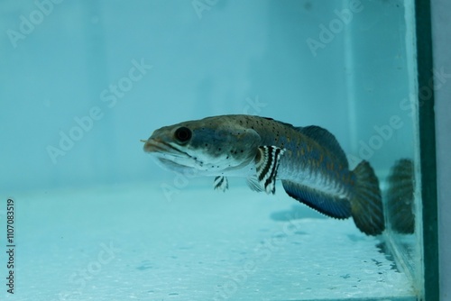 Channa Auranti snakehead fish. a predatory fish with a very beautiful and exotic patterned snake head 