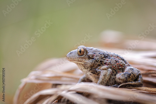 Common spadefoot toad (Pelobates fuscus) photo