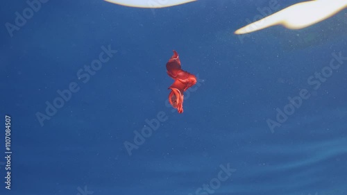 Red Sea Slug swims in blue sea reflected in water surface in sunshine. Spanish Dancer Nudibranch (Hexabranchus sanguineus) swimming under surface of water reflecting in it on sunny day, Slow motion photo