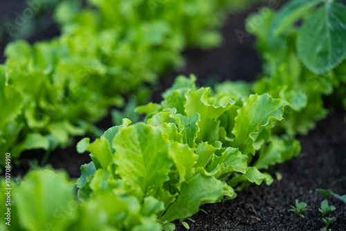 Thriving rows of vibrant green lettuce promise a bountiful harvest for salads and culinary creations, embodying fresh, farm-to-table goodness. Nature's abundance in sustainable agriculture photo