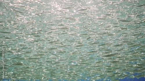 Close up of panorama of a lots smal fish swims in the blue water under surface on bright sunny day in sunrays, Backlight (Contre-jour) slow motion photo