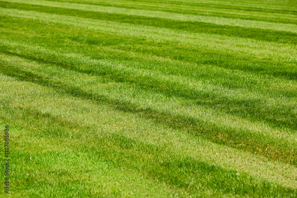 Grass at the racecourse track. Horse racing lines. Hippodrome turf Grass at the racecourse track. Horse racing lines. Hippodrome turf